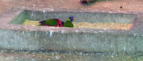 20130625拍攝於鳳凰谷鳥園096.JPG