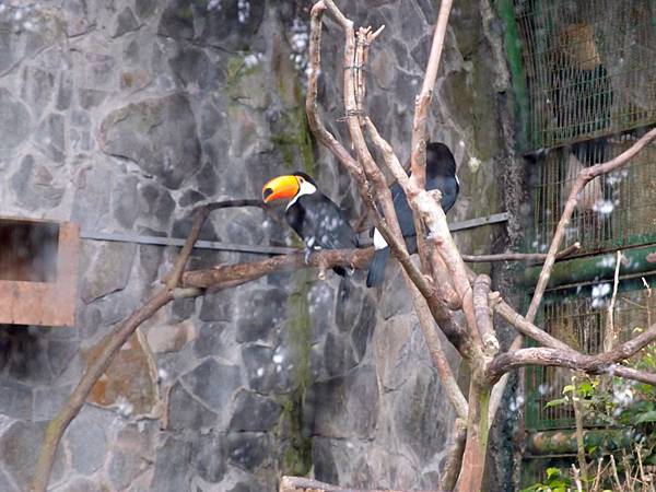 20130625拍攝於鳳凰谷鳥園106.JPG