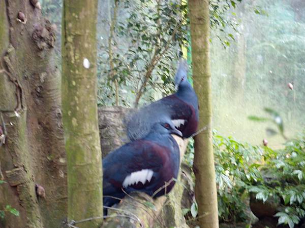 20130625拍攝於鳳凰谷鳥園118.JPG