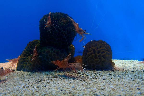 20190219澎湖水族館014.JPG