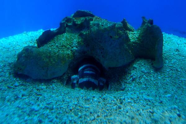 20190219澎湖水族館015.JPG