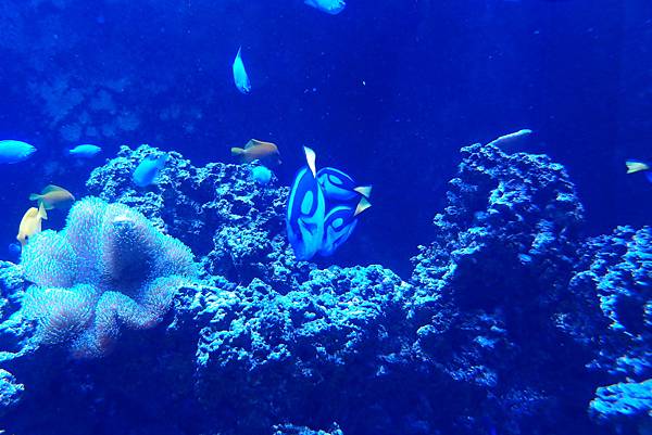 20190219澎湖水族館018.JPG