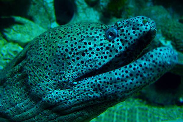 20190219澎湖水族館027.JPG