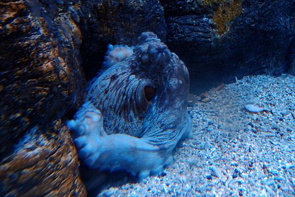 20190219澎湖水族館034.JPG