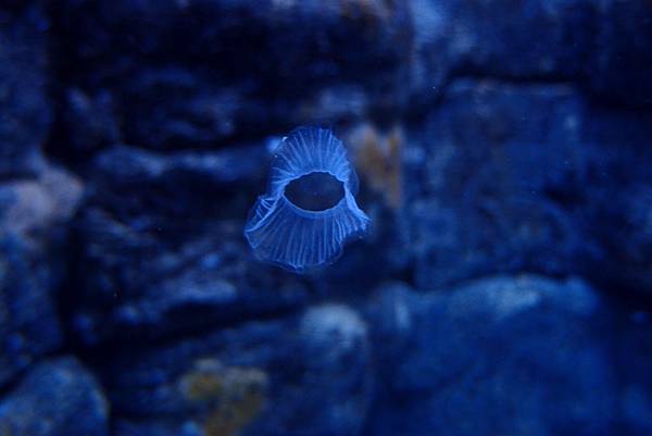 20190219澎湖水族館033.JPG