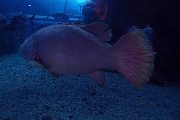 20190219澎湖水族館038.JPG