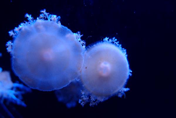 20190219澎湖水族館049.JPG