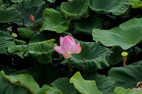 台南白河蓮花