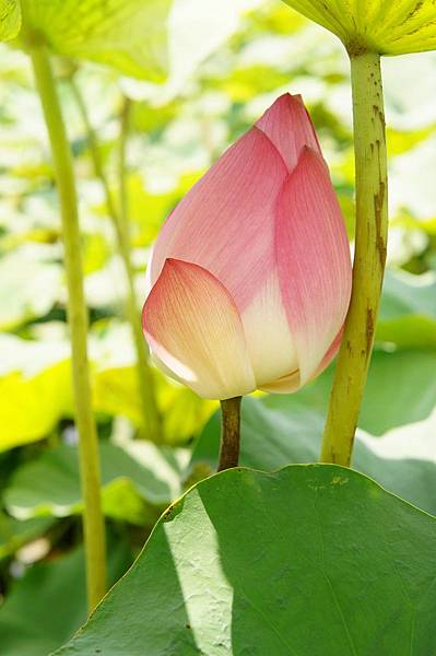 台南白河蓮花