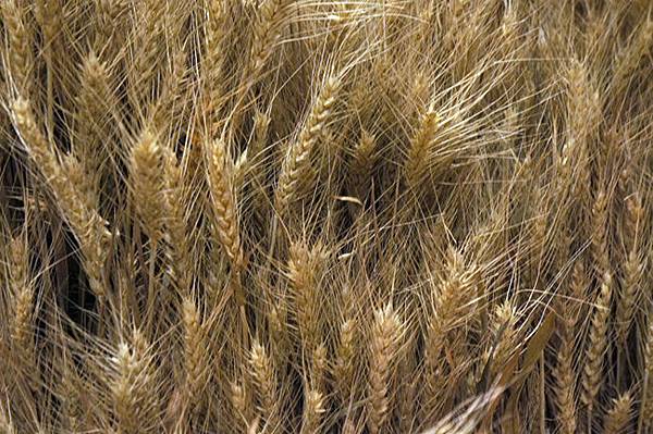 寶島好好小麥好好