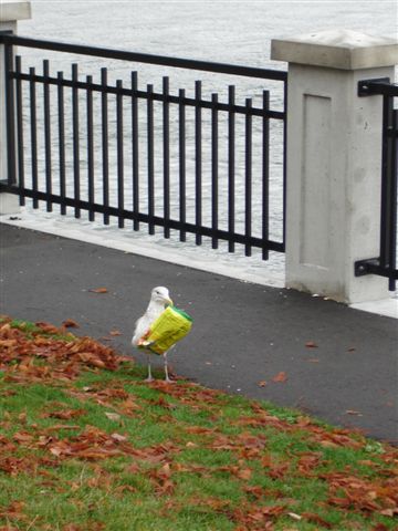 0061 史坦利森林公園 Stanley Park (海鷗叼著垃圾).JPG