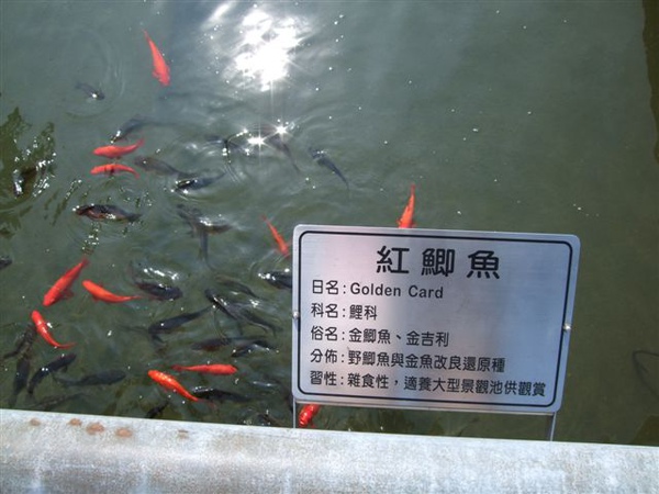 紅鯽魚