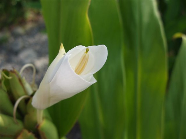 漂亮的海芋