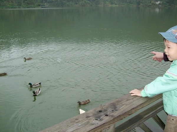 梅花湖內有許多小鴨