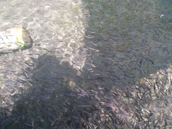 密密麻麻的魚