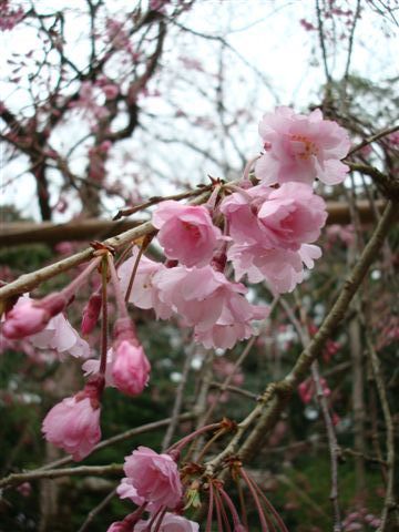 0223 小田原城-報德二宮神社.JPG