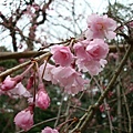 0223 小田原城-報德二宮神社.JPG