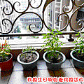 種植物---4盆.gif