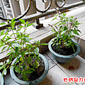 種植物---九層塔.gif