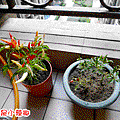 種植物---辣椒.gif