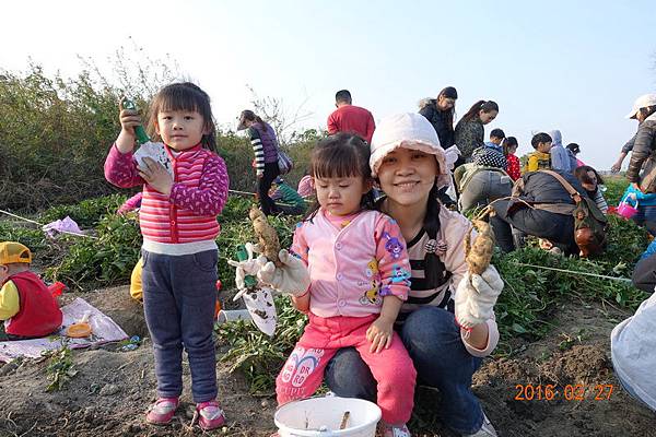 2016-02-27佳里挖地瓜+鹽水月津港 (16).JPG