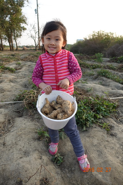 2016-02-27佳里挖地瓜+鹽水月津港 (36).JPG