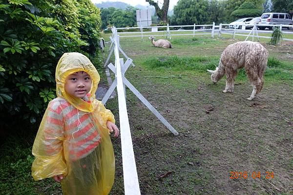 105-04-24走馬瀨熊路跑 (21).JPG