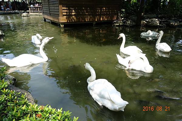 105.08.21淨園看動物 (12).JPG