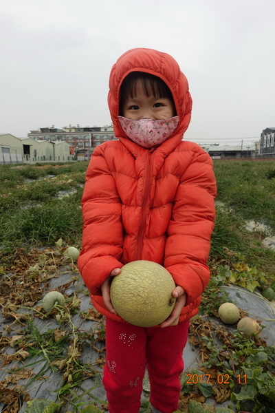 106.02.11元宵節採哈密瓜+香腸博物館做湯圓 (5).JPG