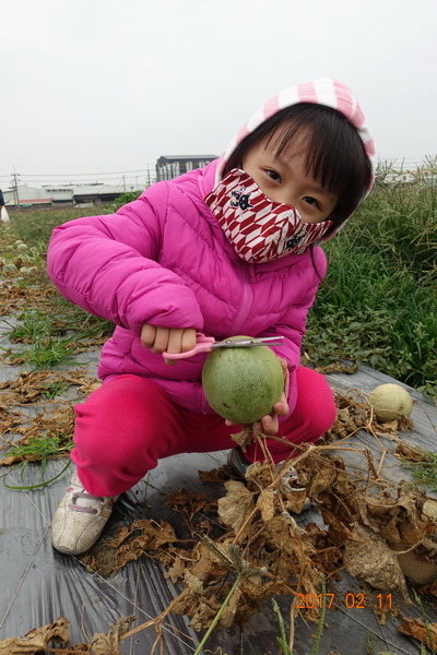 106.02.11元宵節採哈密瓜+香腸博物館做湯圓 (6).JPG