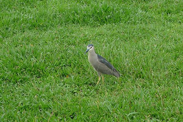 1050702-6大湖公園.JPG