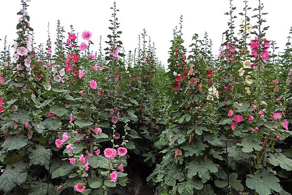 1070304-23員林蜀葵花海.JPG 1070304-23員林蜀葵花海.JPG