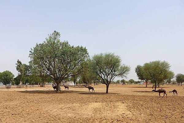 1070620-8往Bharatpur街景.JPG