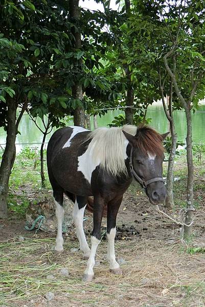 1070916-62澄霖沉香.JPG