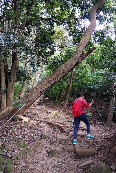 1071111-2飛鳳山爆汗健行.jpg 1071111-2飛鳳山爆汗健行.jpg