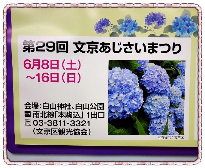 東京賞繡球花 白山神社萬紫千紅 看不完的三千株紫陽花 Vivian的美食樂園 痞客邦