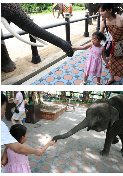 2008泰國第2天~大象主題樂園4合1