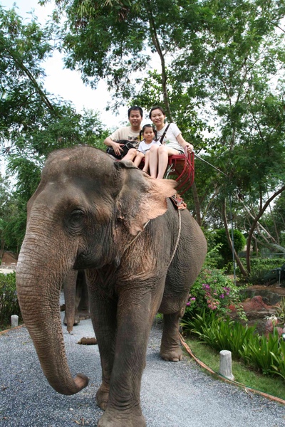 2008泰國第三天~叢林騎大象