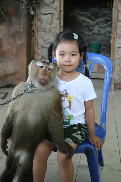 2008泰國第三天~猴子學校