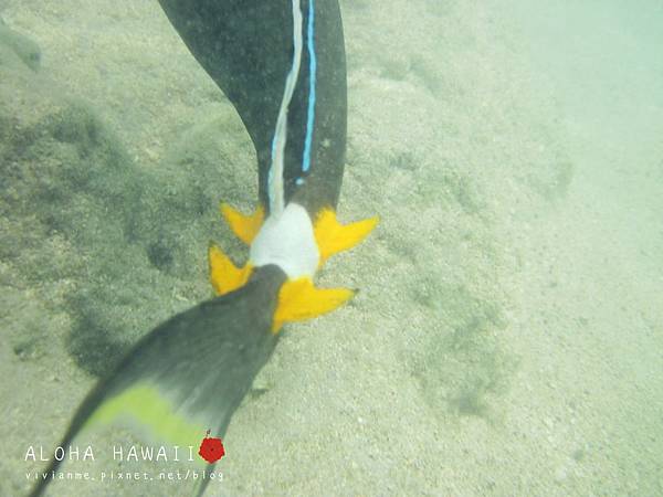 Hanauma Bay Snorkeling, HAWAII