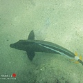 Hanauma Bay Snorkeling, HAWAII