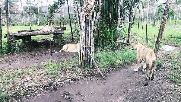 Safari Pho Quoc