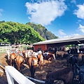 Kualoa Ranch