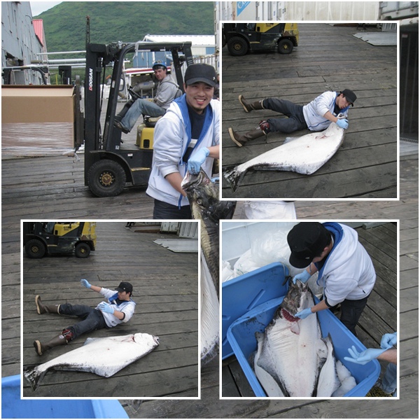 big halibut!