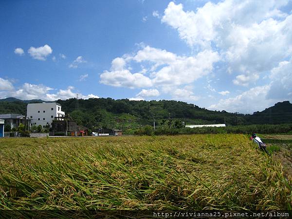 大南埔青年返鄉種稻