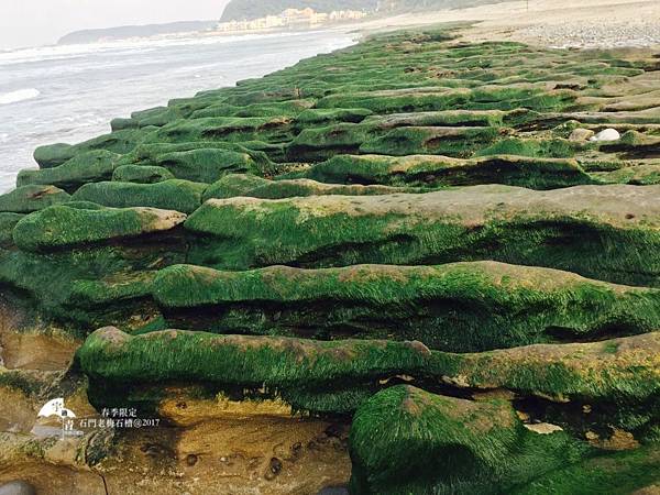 【台北北海岸一日遊行程推薦】石門老梅石槽，四五月限定美景，今年提早綠了！！！