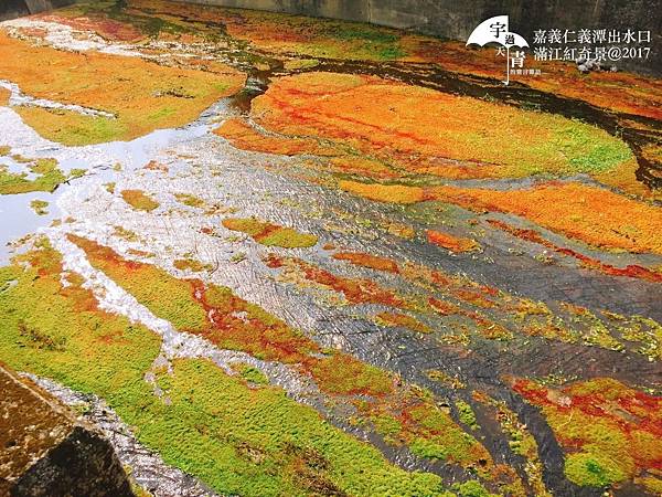 【嘉義旅遊景點推薦】仁義潭水庫隱藏版限定祕境-遇見滿江紅！(IG熱門打卡景點預測)