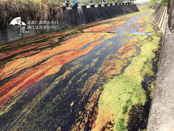 【嘉義旅遊景點推薦】仁義潭水庫隱藏版限定祕境-遇見滿江紅！(IG熱門打卡景點預測)