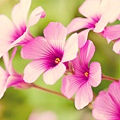 Flowers_Wallpapers_113.jpg