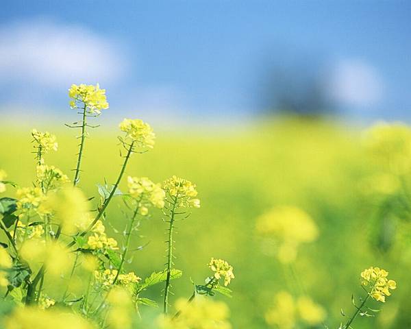 Soft_focus_sweet_flowers_JK001_350A.jpg